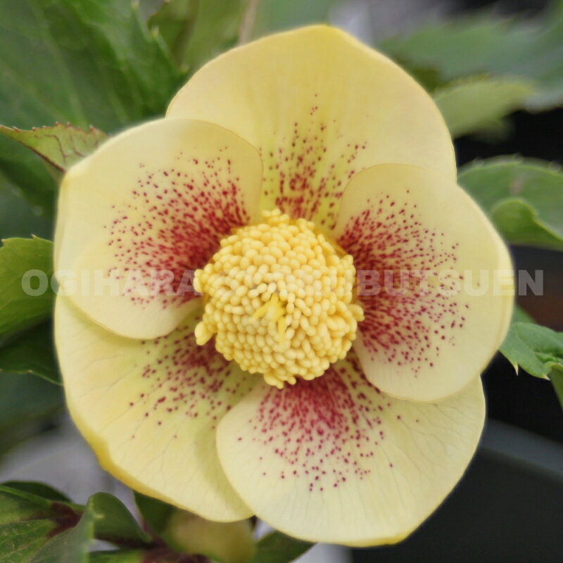 クリスマスローズ　ゴールド 砂目スポット　大苗のサムネイル