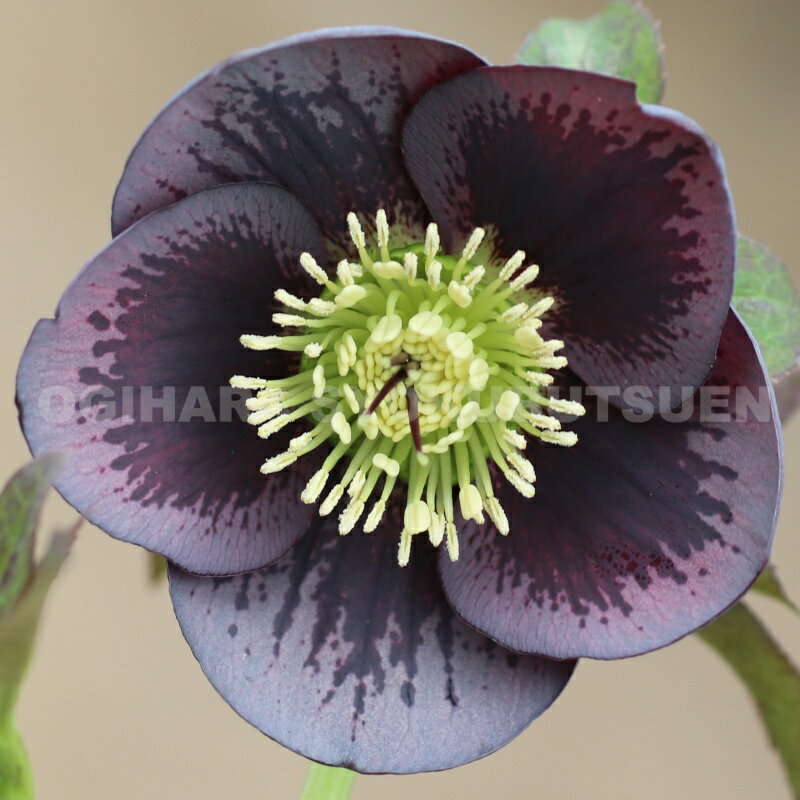 クリスマスローズ　グレー ブロッチ系（シングル）大苗のサムネイル