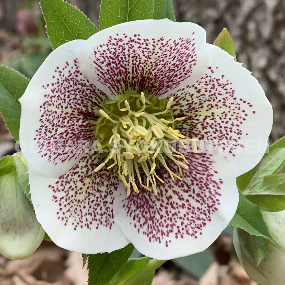 クリスマスローズ　白スポット系（シングル）大苗のサムネイル