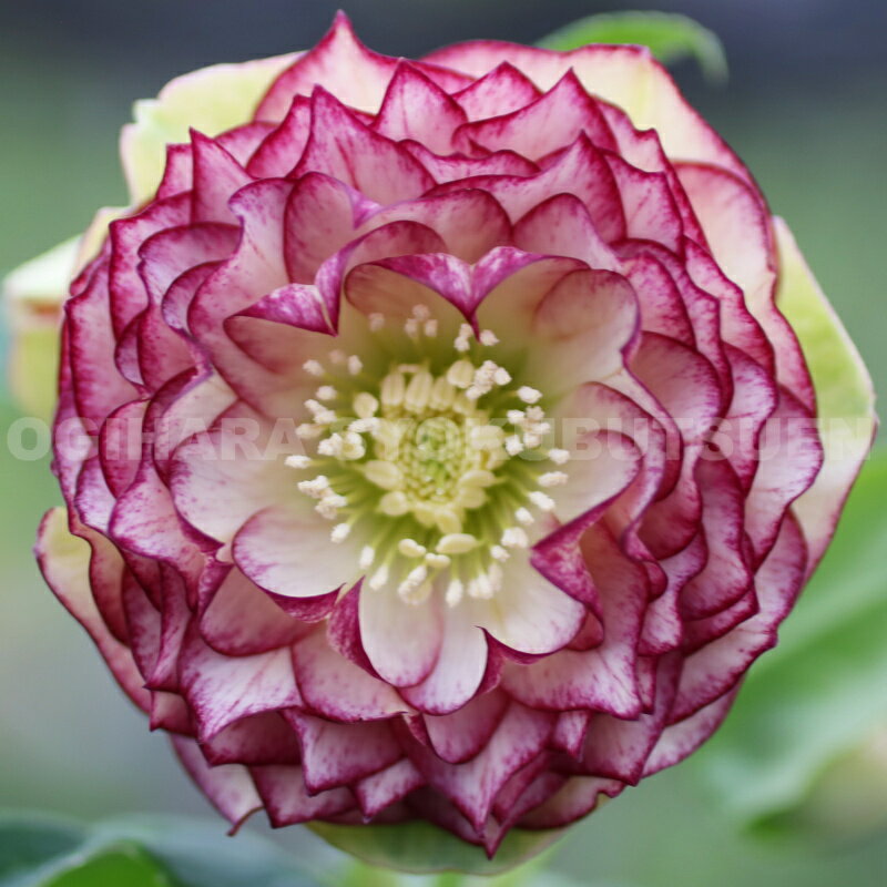 楽天市場】クリスマスローズ バイカラーの通販