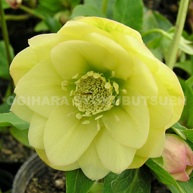 クリスマスローズ　‘エレガンス ライムイエロー’（メリクロン小苗）のサムネイル