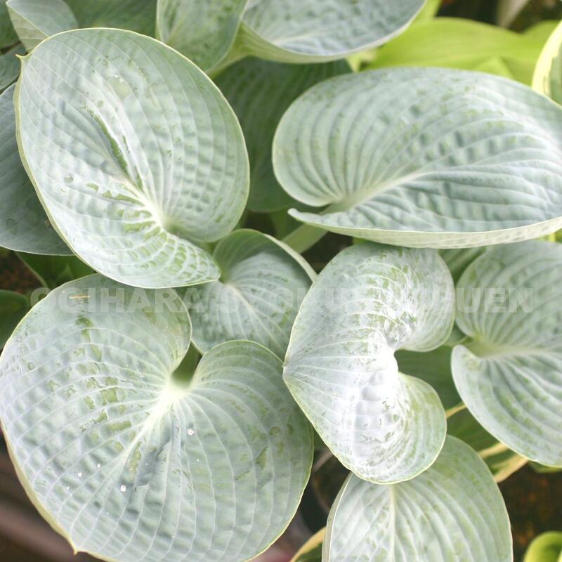 ギボウシ（ホスタ）‘ラブ パット’のサムネイル