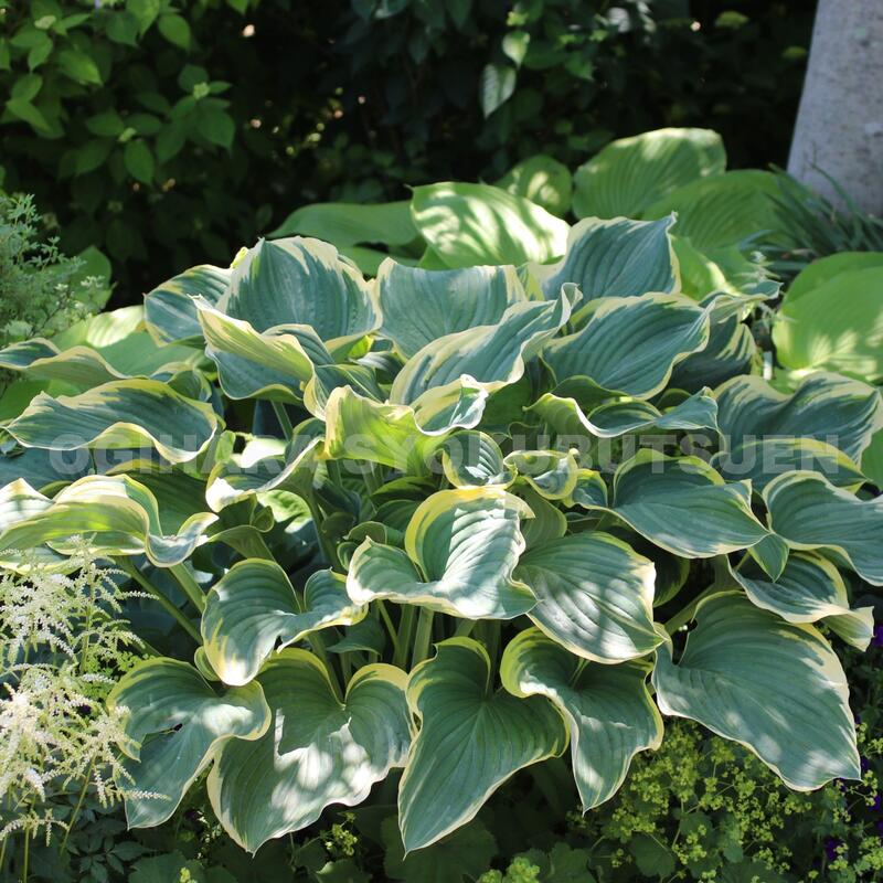 ���ܥ����ʥۥ����ˡƥ������ǡʴ��Ϲ��ˡڿ��ġ�