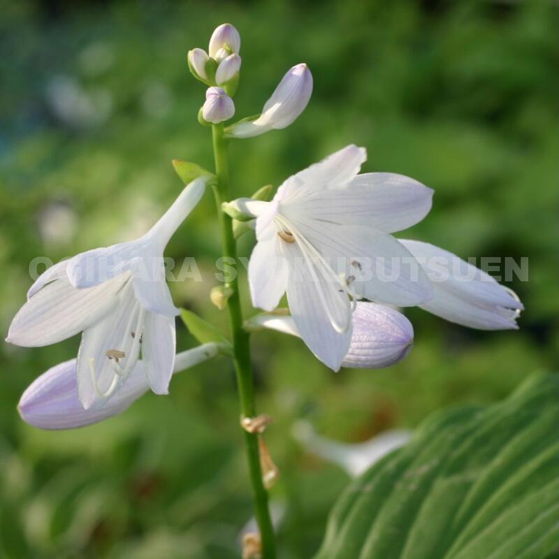 ギボウシ（ホスタ）‘ロイヤル スタンダード’のサムネイル