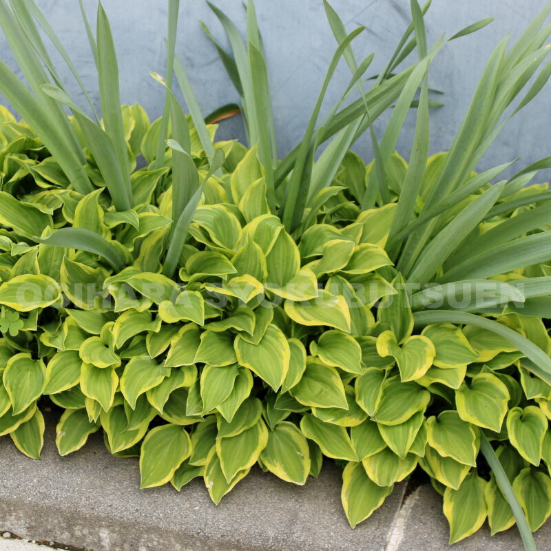 ���ܥ����ʥۥ����ˡƥ�����ǥ� �ƥ������