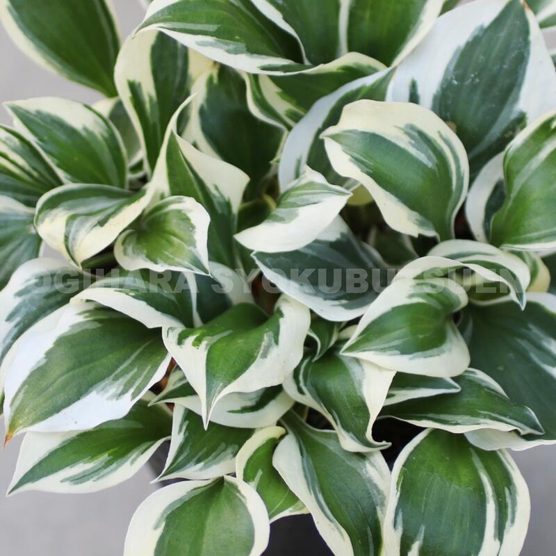 ギボウシ（ホスタ）‘ダイヤモンド ティアラ’【新苗】