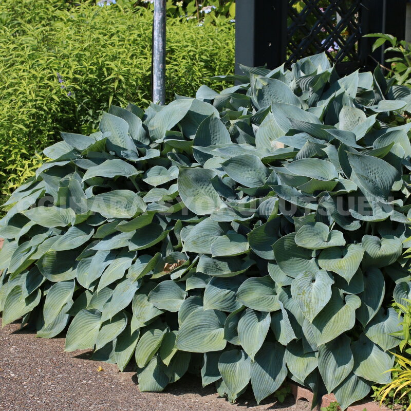 ���ܥ����ʥۥ����ˡƥϥ륷����