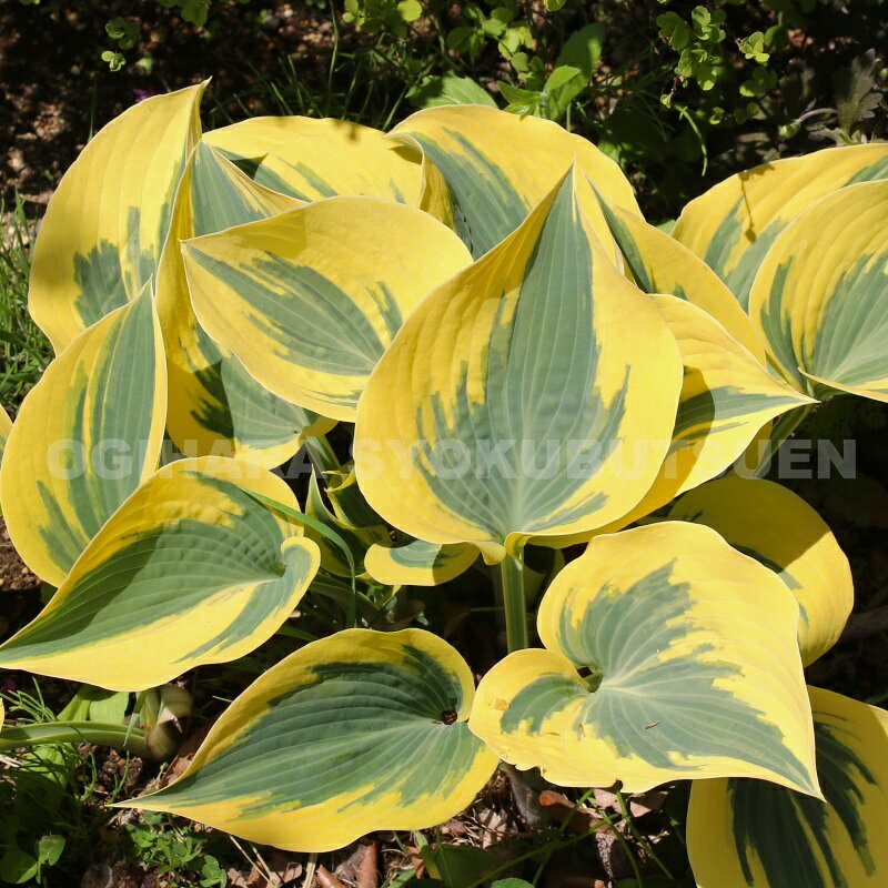 ギボウシ（ホスタ）‘オータム フロスト’【新苗】