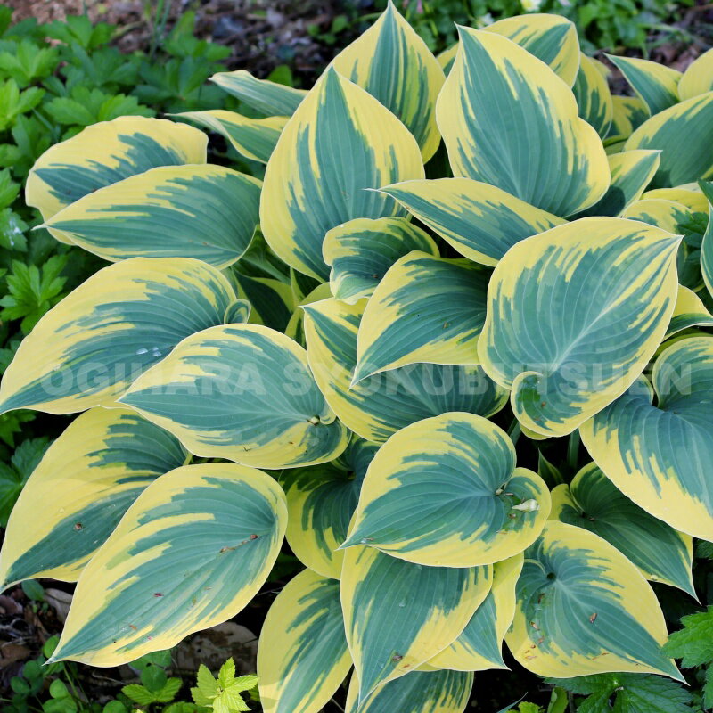 ギボウシの商品画像