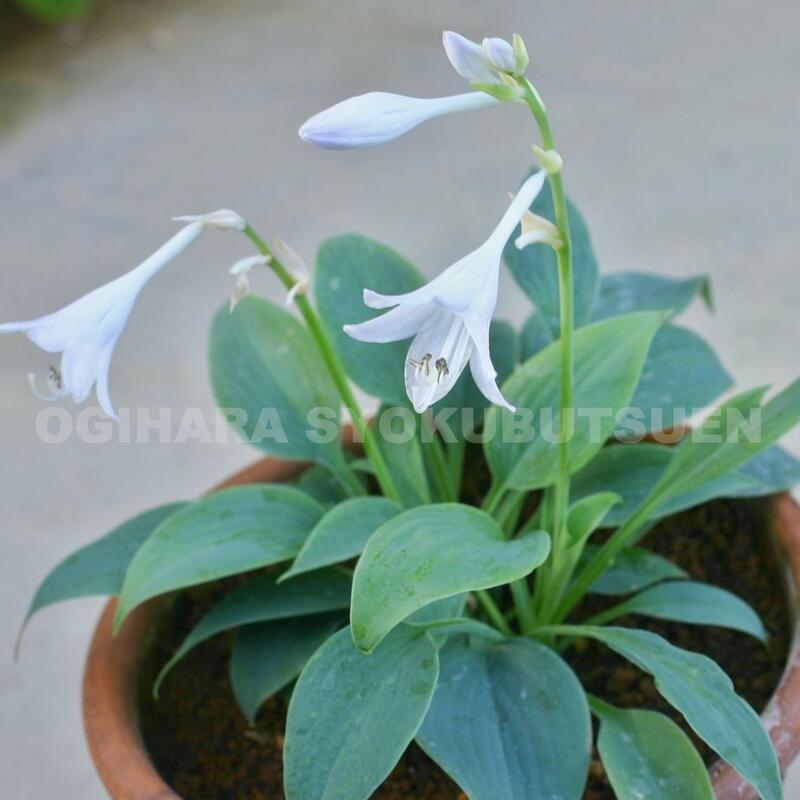 ギボウシ（ホスタ）‘フラグラント ブルー’のサムネイル