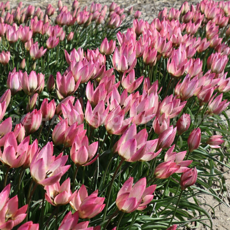 【球根販売】 原種系チューリップ ‘ダニーク’【3球入り】のサムネイル