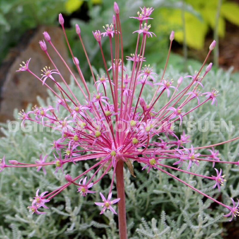 【球根販売】アリウム　シューベルティ【1球入り】のサムネイル