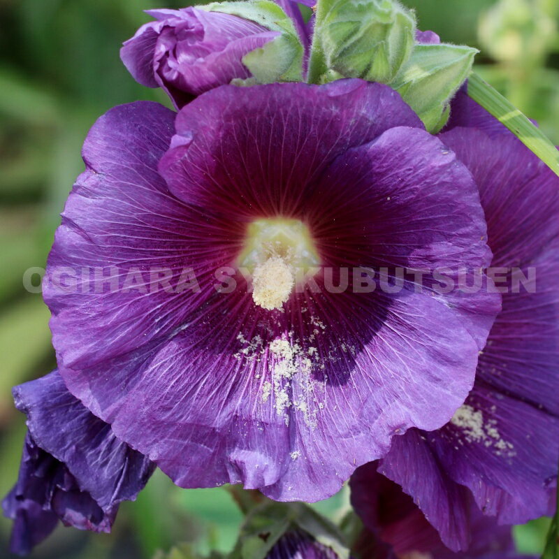 �ۥ꡼�ۥå����ƥѡ��ץ� �쥤���