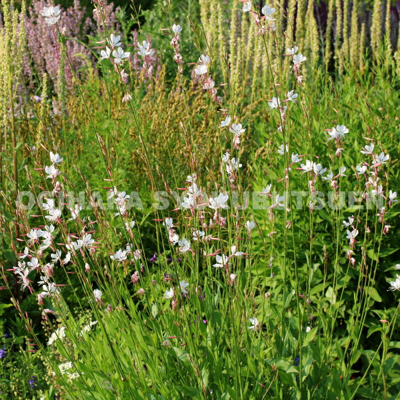 ��ĳ��ʥ������