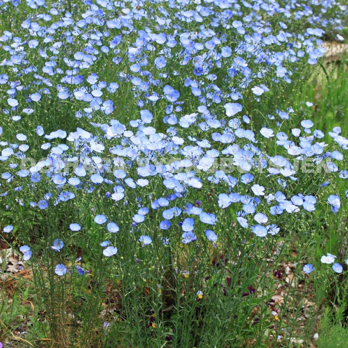 �ɺ����ޡ��ʥ�ʥࡡ�ڥ��͡��֥롼��