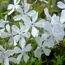 ■ ハナシノブ科　宿根草（耐寒性多年草）冬季半常緑～落葉種 ■ 学　名 : Phlox divaricata 'White Perfume' ■ 別　名 : フロックス　ディバリカータ(ディウァリカタ）(学名) 　　　　　這性フロックス　ツルハナシノブ　など ■ 花　期 : 春〜初夏 ■ 草　丈 : 25～35cm前後（生育後・花丈も含む） ■ 株張り : 30～40cm前後（生育後・環境差がある） ■ 耐寒性 : 強い（－15℃～－25℃ ※環境差がある） ■ 耐暑性 : 強い ■ 日　照 : 日向〜やや半日陰 ■ 原産地 : カナダ（原種の主な自生地） ■ お届けの規格　9〜10.5cmポット苗 広がりのある草姿になる這性のフロックス 花つき良く一面に咲き、やわらかな良い香りを漂わせる ディバリカータの白花は特に性質が丈夫 ※主に咲き始めなど、気温や土質により淡いブルーを帯びます 　その際は‘ブルーパフューム’に似ますので、ご了承ください ↑花つきが抜群に良いです 〜担当スタッフのコメント〜 カナダから北アメリカに広く分布する多年草、フロックス　ディバリカータの品種です。花つきが抜群に良く、花期には株が花で見えなくなるほどに咲き誇ります。 この品種の最大の魅力は、香りです。石鹸にも似た淡い、とても良い芳香が庭に漂い、良い気分にさせてくれます。 フロックス　ストロニフェラ同様にツルハナシノブの名前で流通することがありますが、本種はストロニフェラのようにツル（繁殖枝）が出ず、枝が横に広がるように生育するものの、そこからは根が出ません。広い場所をカバーするには向きませんが、剪定次第で場所が限定できますから、他の植物と組み合わせたり、狭い場所にも使用することができます。 普段は低く枝葉が茂っていますが、花期になると一斉に花茎を伸ばします。細い花茎、薄く繊細な花弁なので咲き始めは野草のような可憐さがありますが、咲き進むとドーム状に満開になり、ふわっとした花姿で、咲き始めとはまた違った表情を見せてくれます。 宿根草の花々が最盛期となる春から初夏にかけて咲く花です。草丈も低く、花つきも良いうえ、淡い花色なので他の草花を綺麗に引き立ててくれます。ボーダーガーデンなどの前方に植えていただくと、とても素敵に仕上がります。 繁殖枝では殖えませんが、種がこぼれて出てくることがあります。主張しすぎず、穏やかな性質の花なので、どこからともなく出てきても他の草花を邪魔しません。 性質はとても丈夫で、暑さ寒さに耐えます。シバザクラに近縁の花、姿は違いますが、丈夫さは似ており、育てやすいので初心者の方にもおすすめです。 ↑画像ではわかりにくいですが、花の中心部と裏側がブルーを帯びて 　とても上品な色合いです ↑咲き始め ↑満開 お届けする苗について（当店は寒冷地です） 通年、栽培管理を行いながら販売しておりますので、お届けの季節により苗の状態は様々です。おおよそ下記のとおりですのでご参照ください 春〜夏 開花前〜開花中または花後剪定済み 秋〜冬 紅葉中 冬〜春 低温管理していますので暖地では常緑ですが こちら寒冷地では冬から早春は葉が減ります ↑苗の様子　秋頃　やや紅葉中 ※季節により姿は大きく変化しますので参考程度にご覧下さい 基本的な管理 日 　照 寒冷地 日向〜明るい半日陰 暖　 地 日向〜明るい半日陰 耐乾性 普　通 ある程度耐えます 耐湿性 普　通 ある程度耐えます 剪 　定 花後に花茎を切る程度 伸びすぎた場合は短く切る 肥 　料 春か秋が適期 （ほぼ不要、生育が思わしくない場合のみ） 増 　殖 株分け 　挿し木　こぼれ種 消 　毒 目立った病害虫はありません