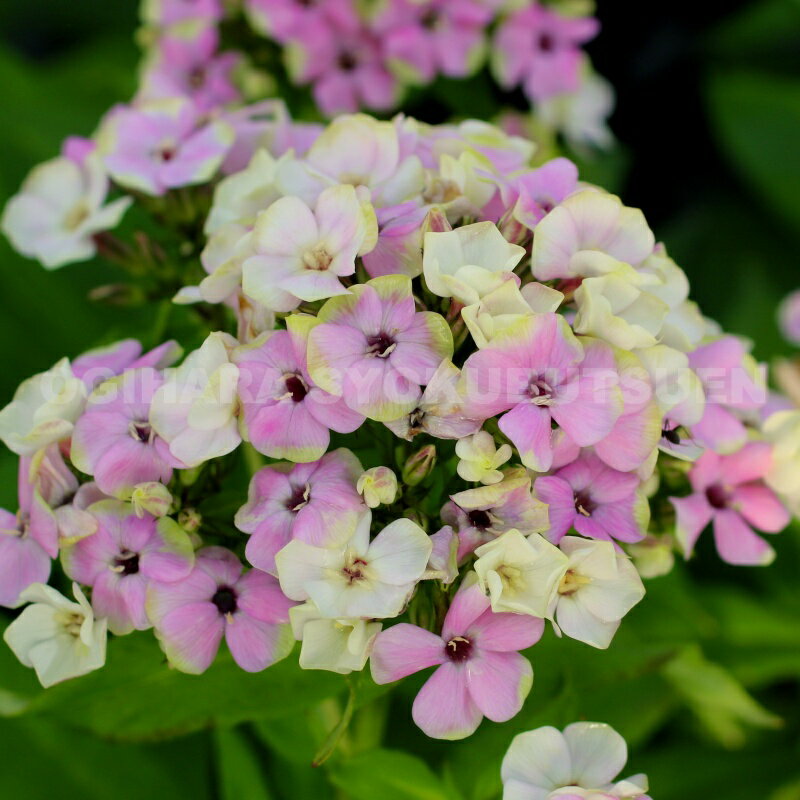 楽天市場】小型 冷凍庫（花の苗物｜苗物）：ガーデニング・農業<花
