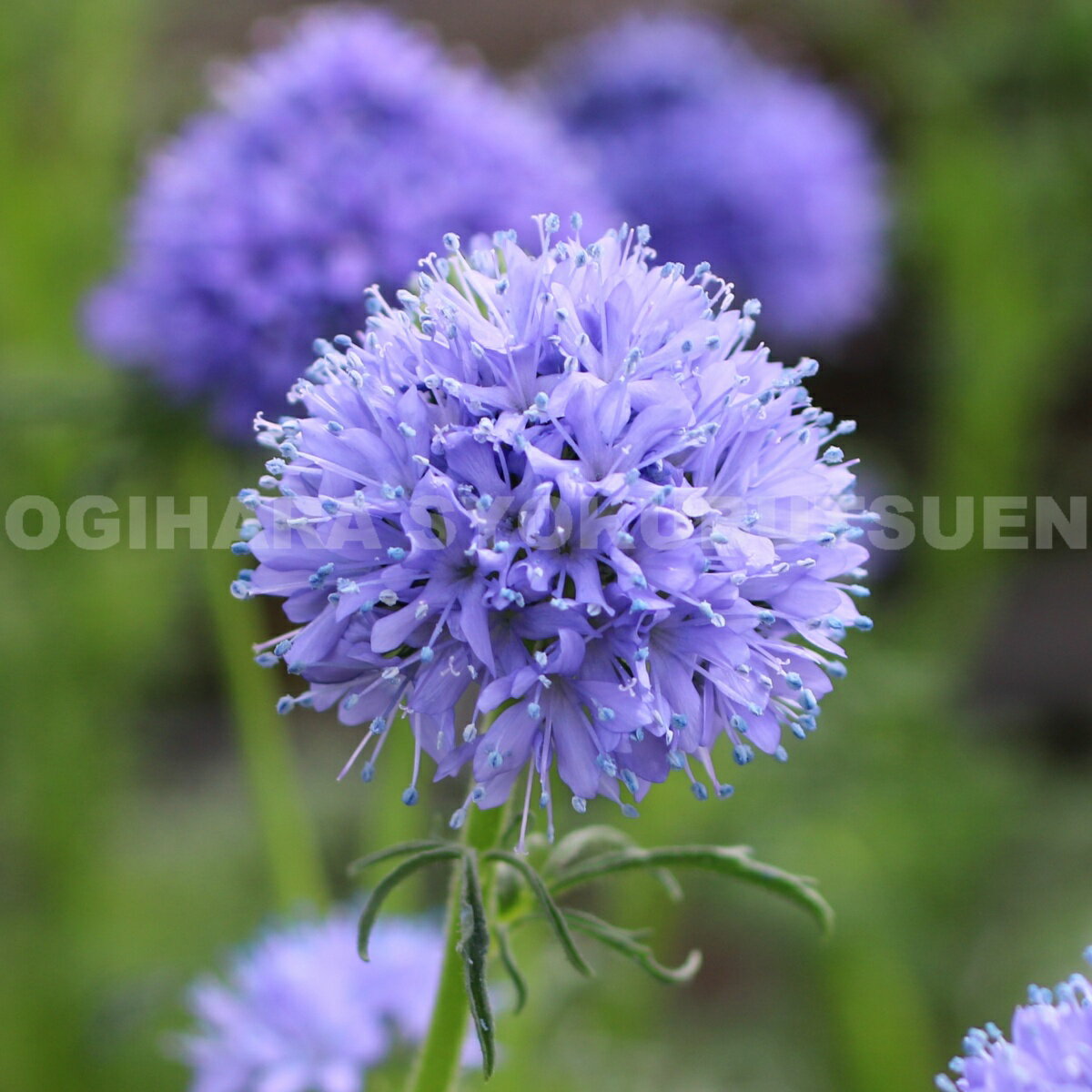 ギリア　カピタータ（レプタンサ ブルー）のサムネイル