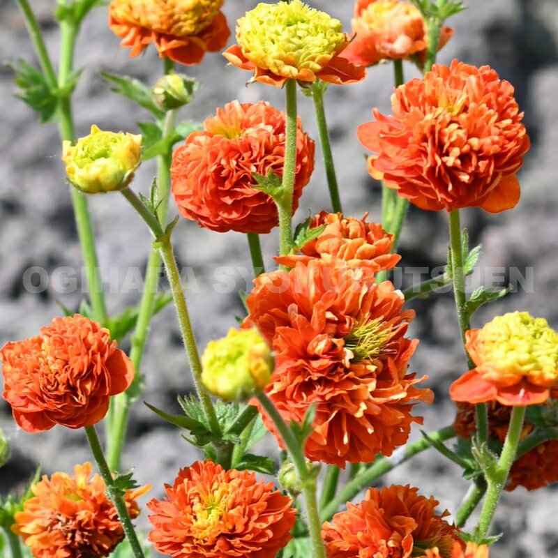 ゲウム ‘オレンジ パンプキン’