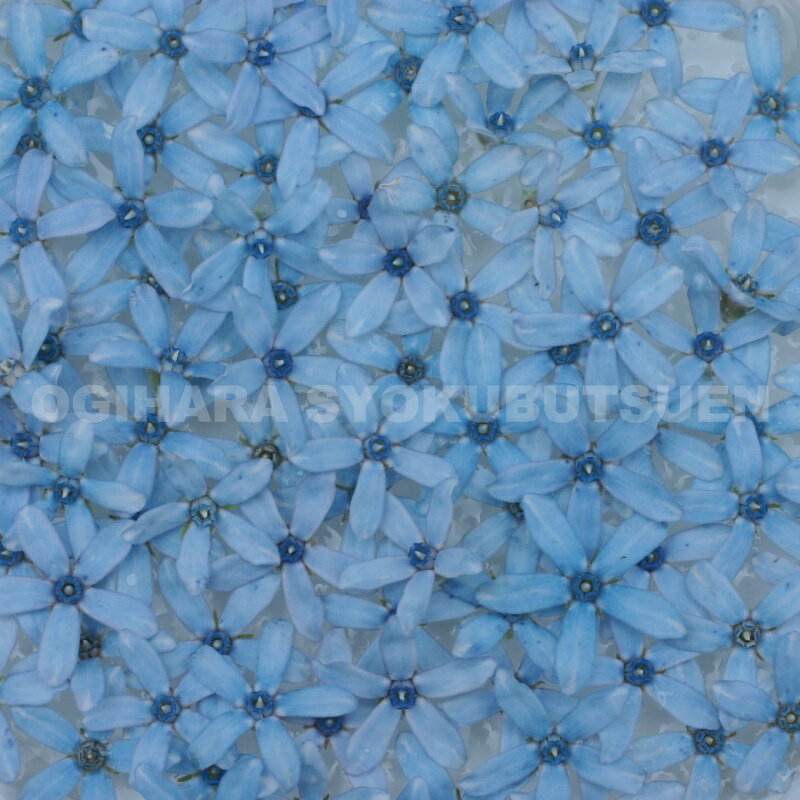 �������ڥ���� �ƥ֥롼 ��������