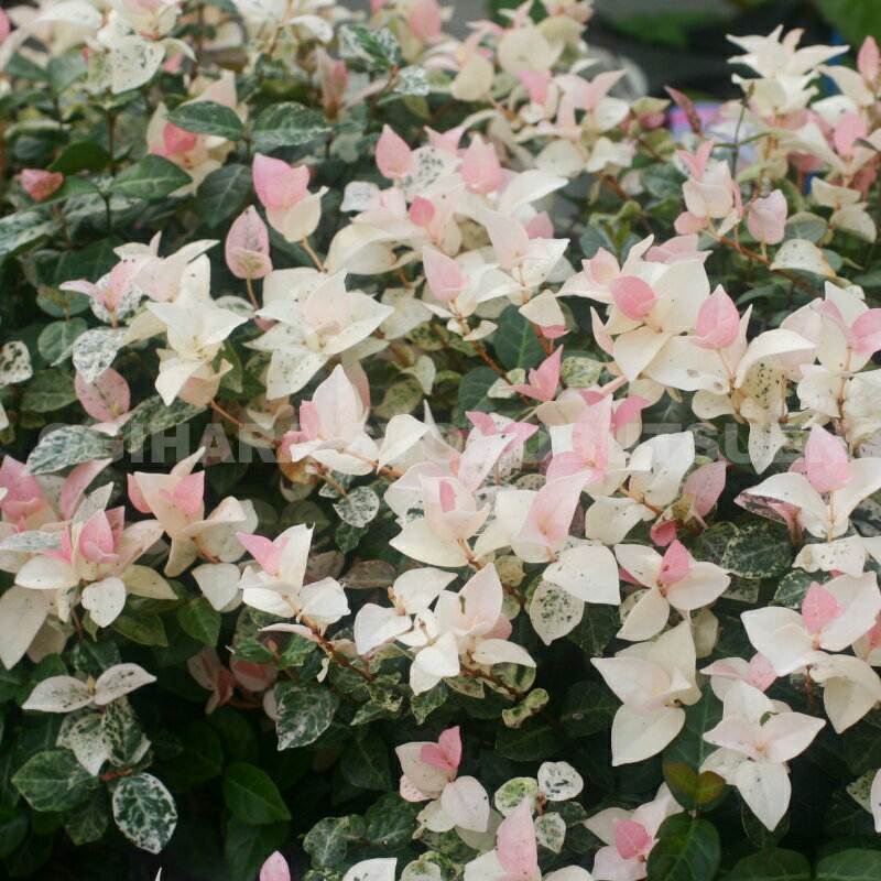 ���㥫����