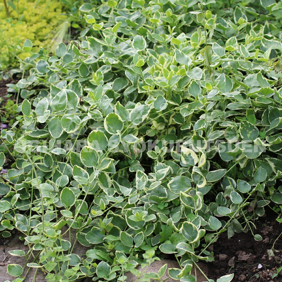 �ĥ������� �ƥХꥨ��������