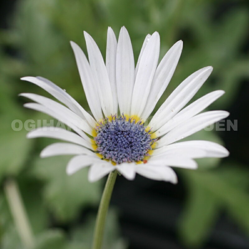 �������ȥ����������ǥ���