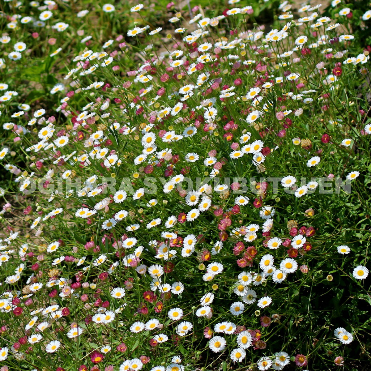 源平小菊（エリゲロン）