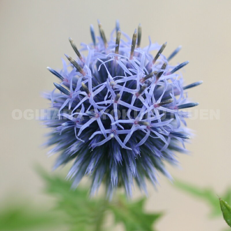 �����Υץ� �ƥ֥롼 �������ǡʥ��̥����ߡ�