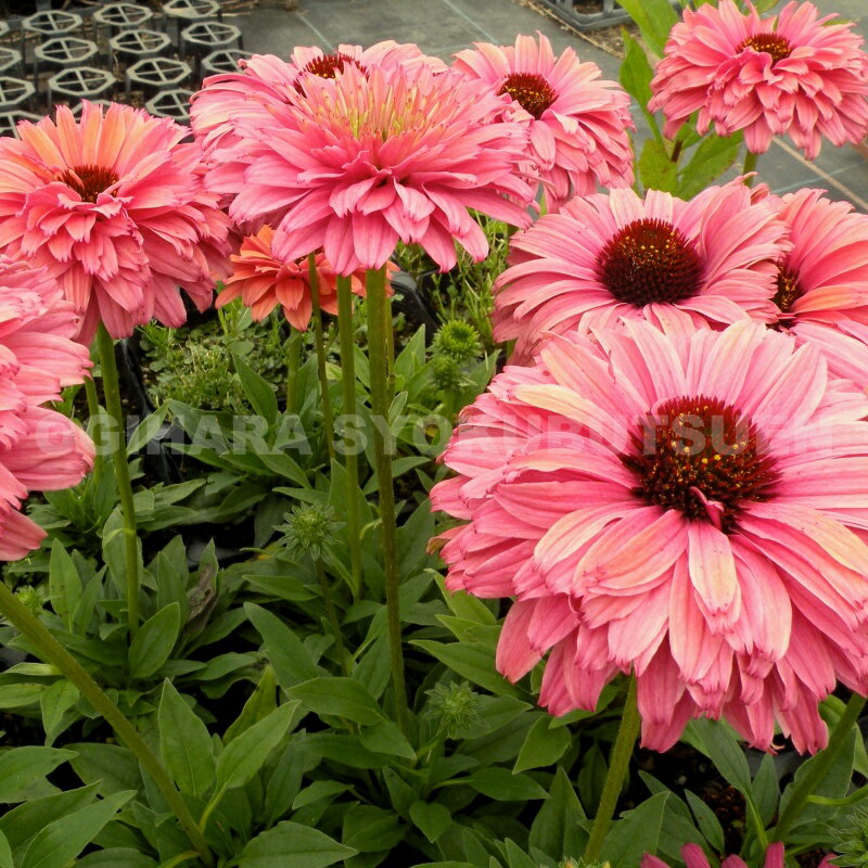 マツバラン　雲龍獅子（3.5号)松葉蘭　シダ/観葉植物