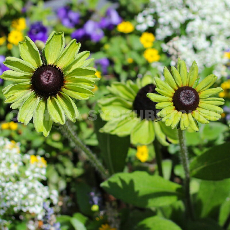 ルドベキア ‘エンチャンテッド フォレスト’