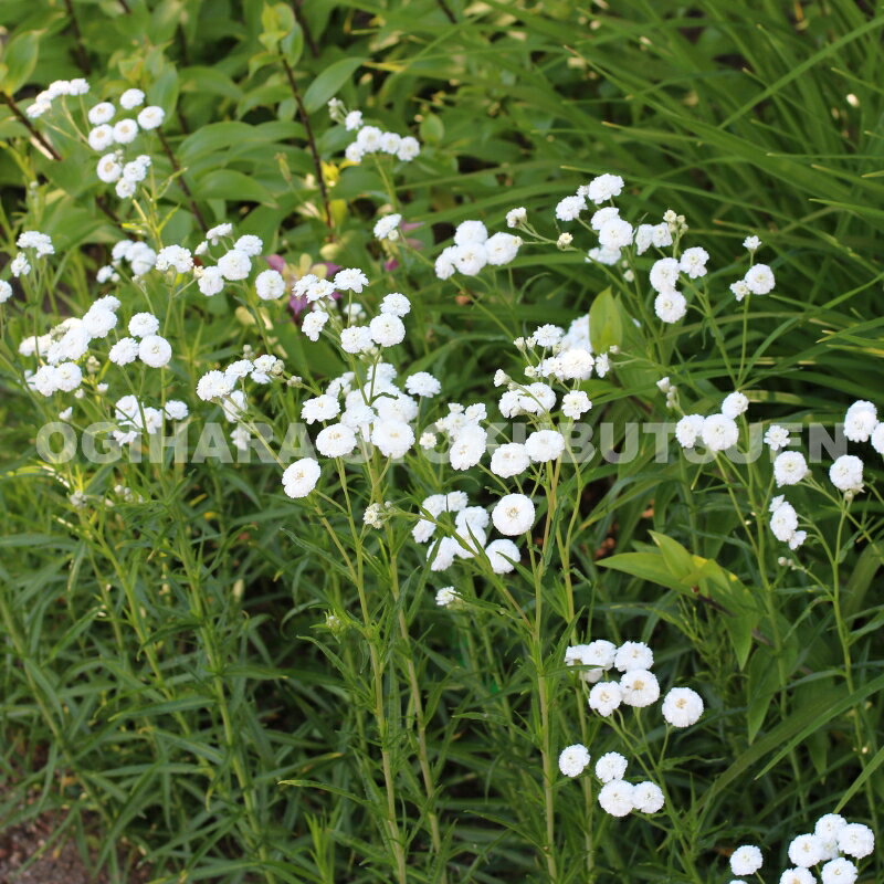 �����쥢 �ƥΥ֥�å���