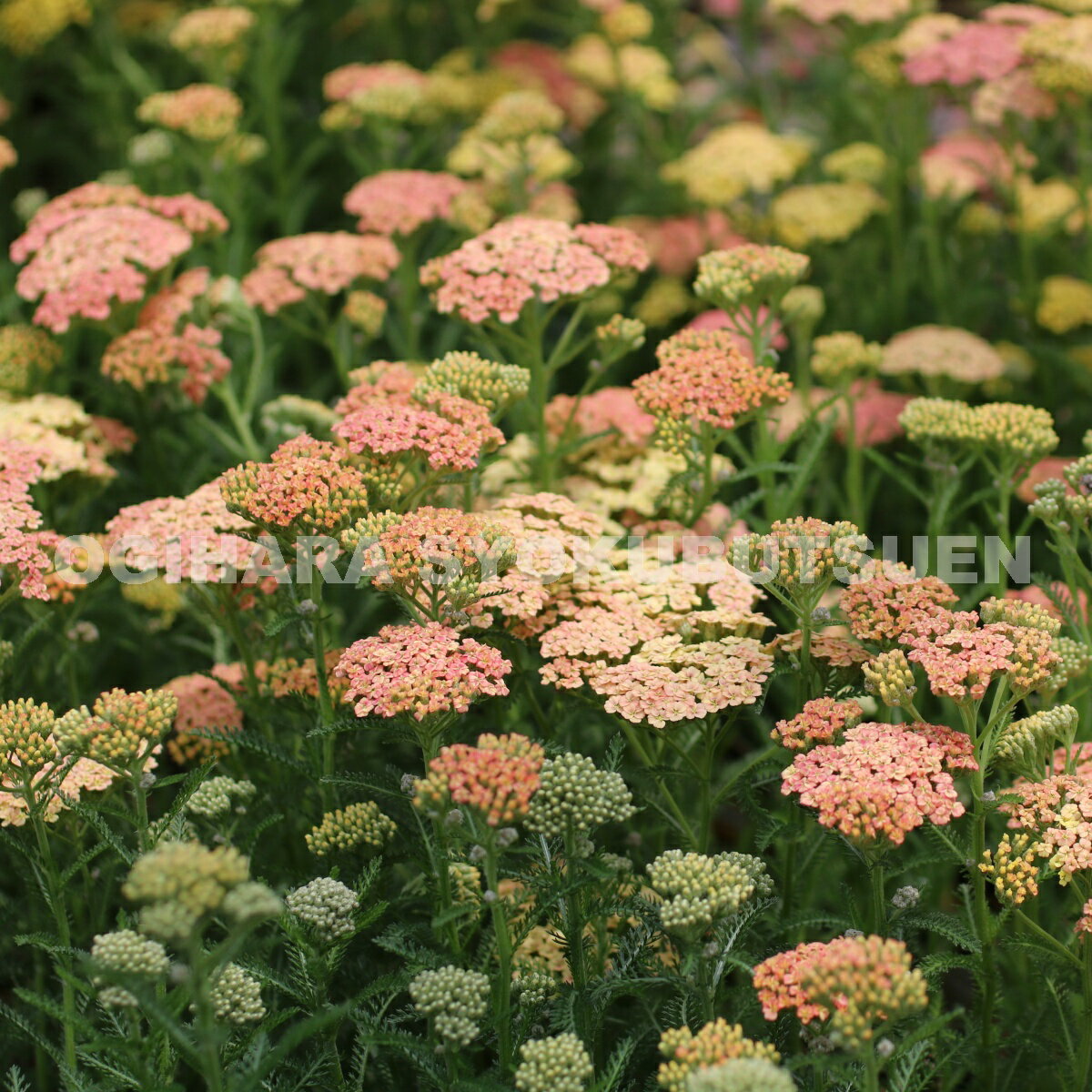 �����쥢 �ƥԡ��� ������������