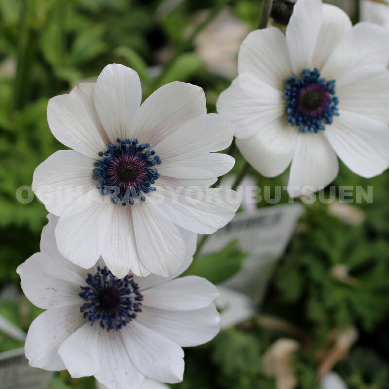 アネモネ　フルゲンス　ホワイト