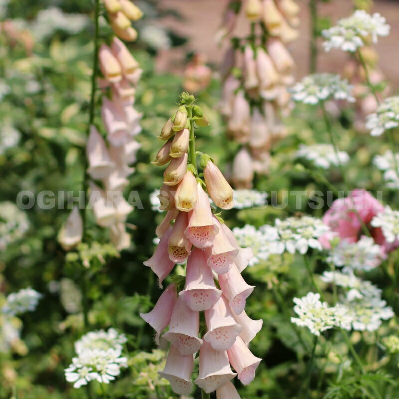 �������ꥹ �ƥ��ץꥳ�åȡ�