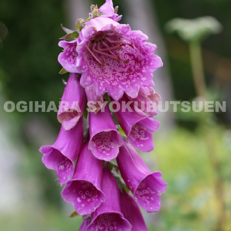 ジギタリス ‘モンストローサ・パープル’