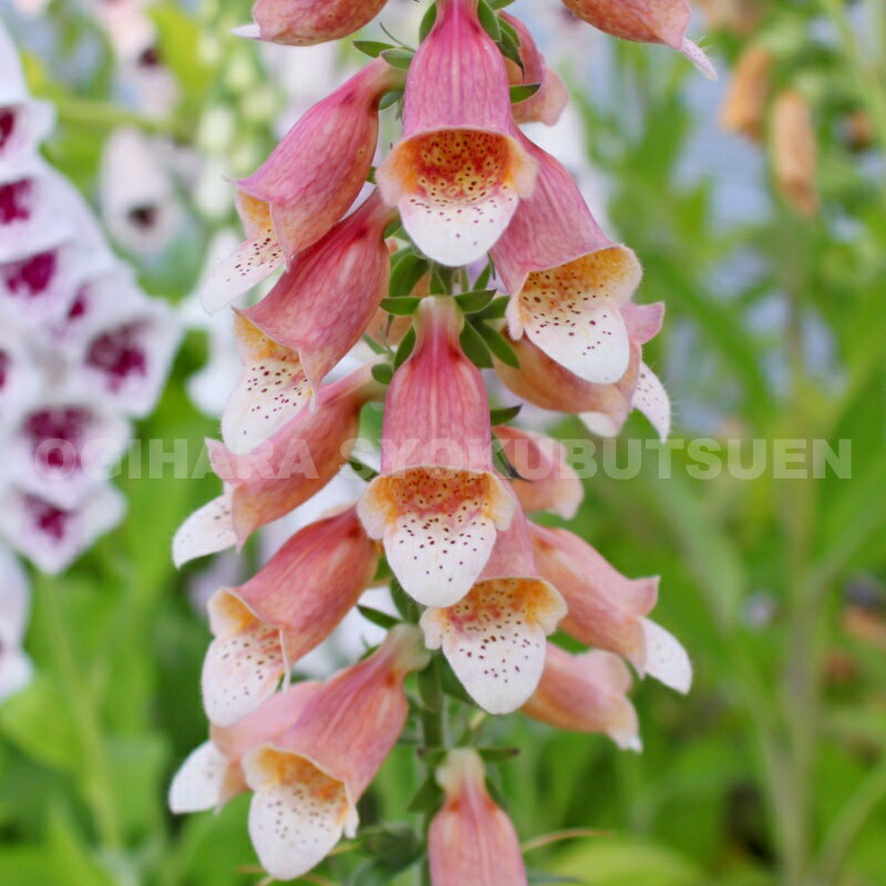 ジギタリス ‘ポルカドット ピッパ’のサムネイル