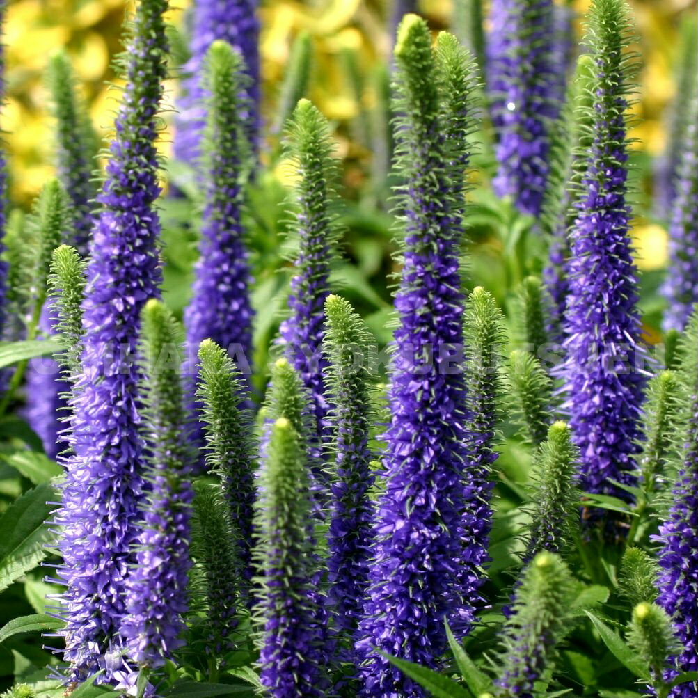 種から始めるベロニカの育て方講座 花期や花の特徴 気になる耐寒性などもご紹介 暮らし の