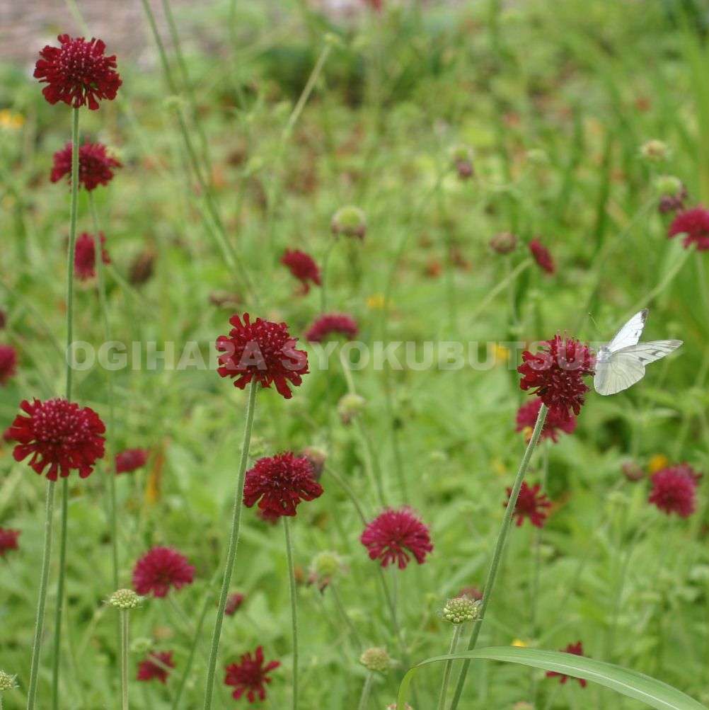 ���ʥ��ƥ��� �ƥޡ��� �ߥ����åȡ�