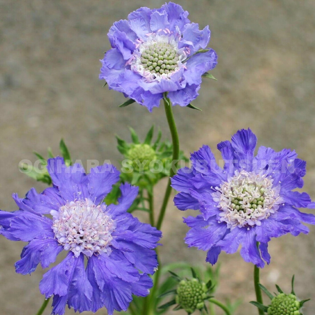 切ない花言葉に秘められたスカビオサ 松虫草 Scabies の特徴と育て方や花言葉 誕生花