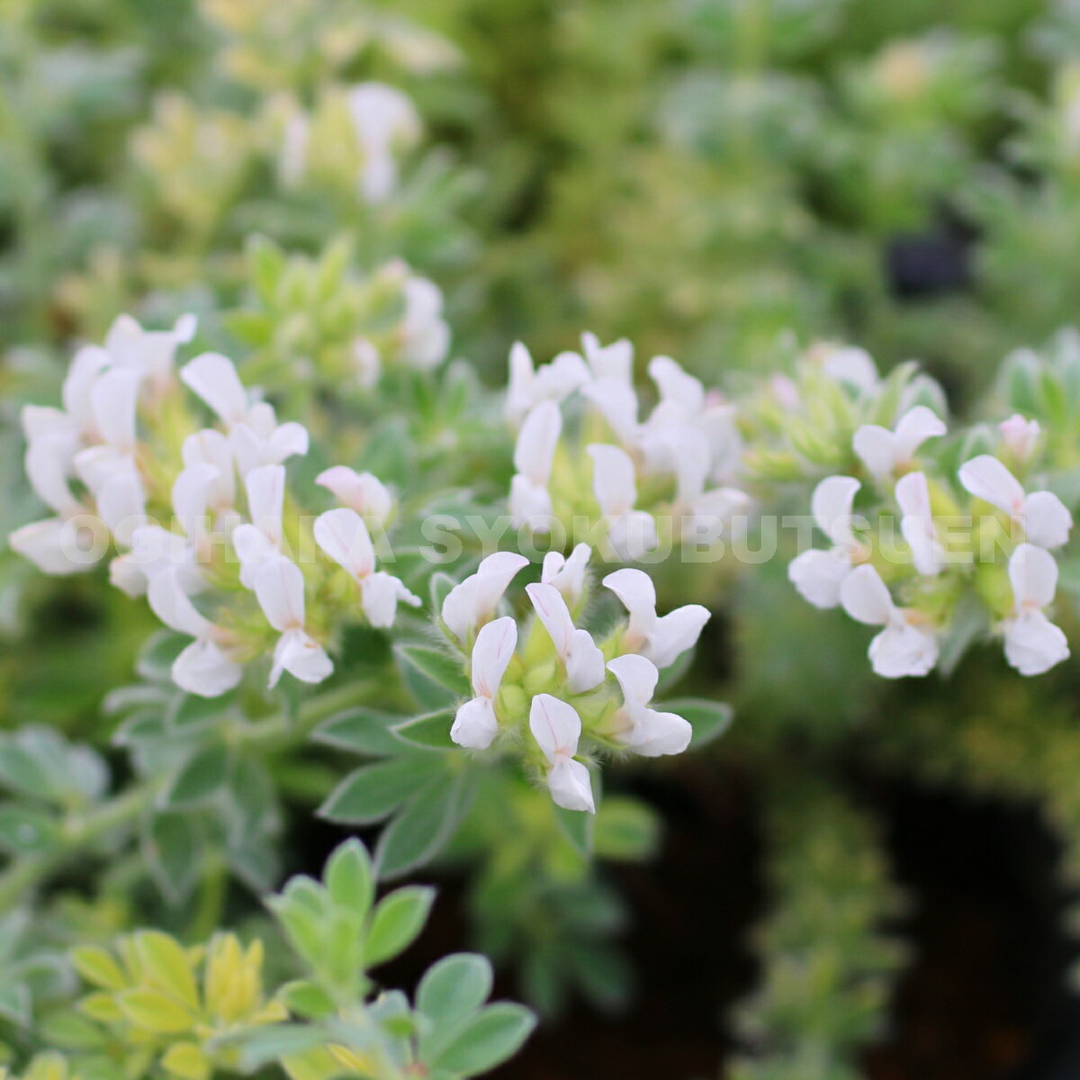 �������� �ƥ֥�ॹ�ȡ����