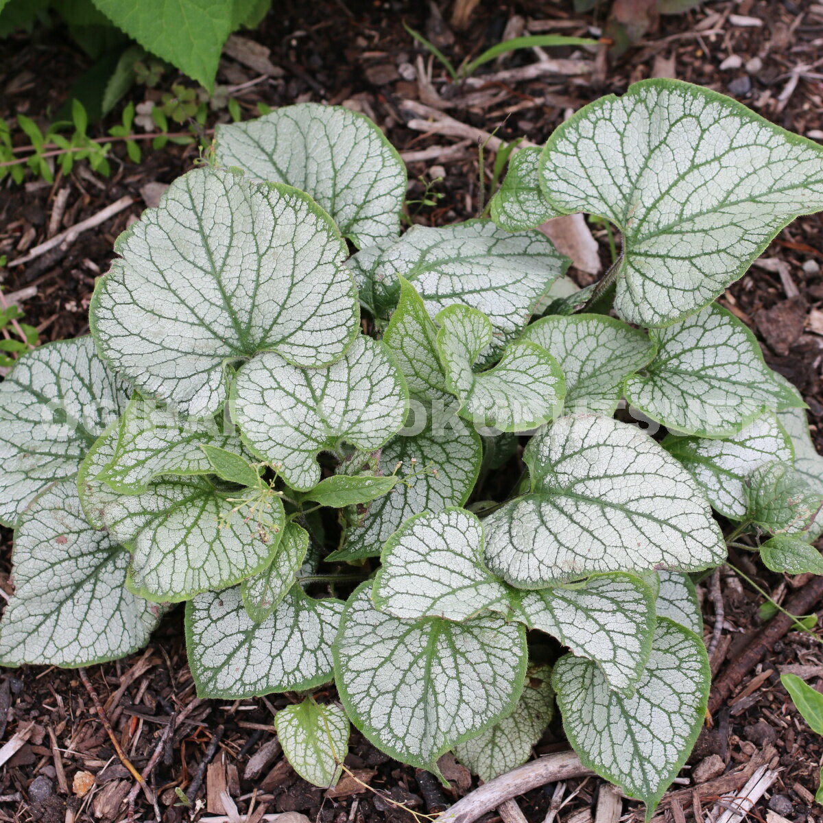 �֥�ͥ� �ƥ���å� �ե����ȡ�