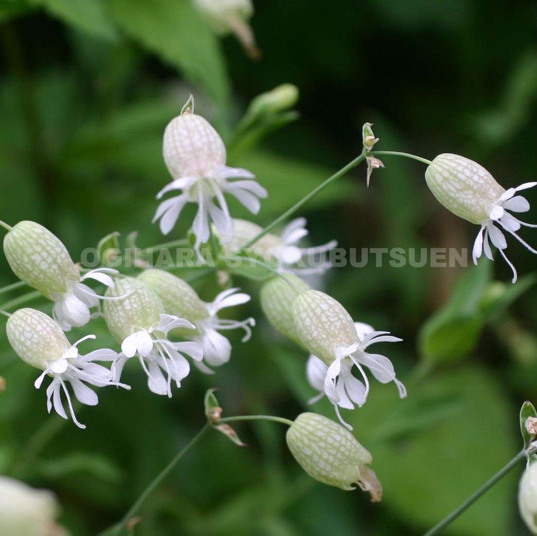 楽天市場 シレネ ブルガリス おぎはら植物園 みんなのレビュー 口コミ