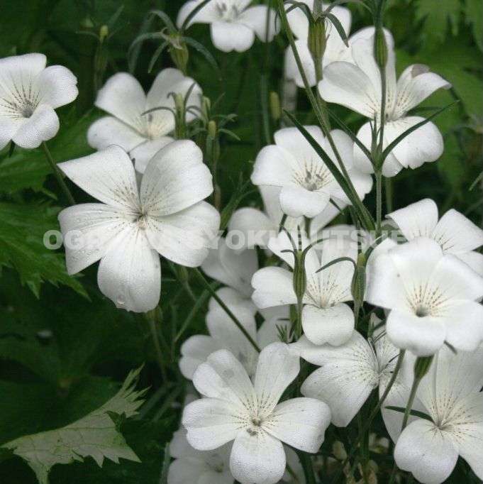 アグロステンマ ‘オーシャン パール’