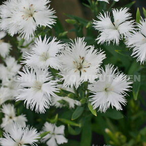 白花 河原ナデシコ（ダイアンサス　ミーティア）