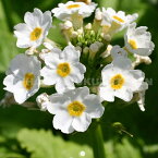 白花クリンソウ （プリムラ　ジャポニカ ‘アルバ’）
