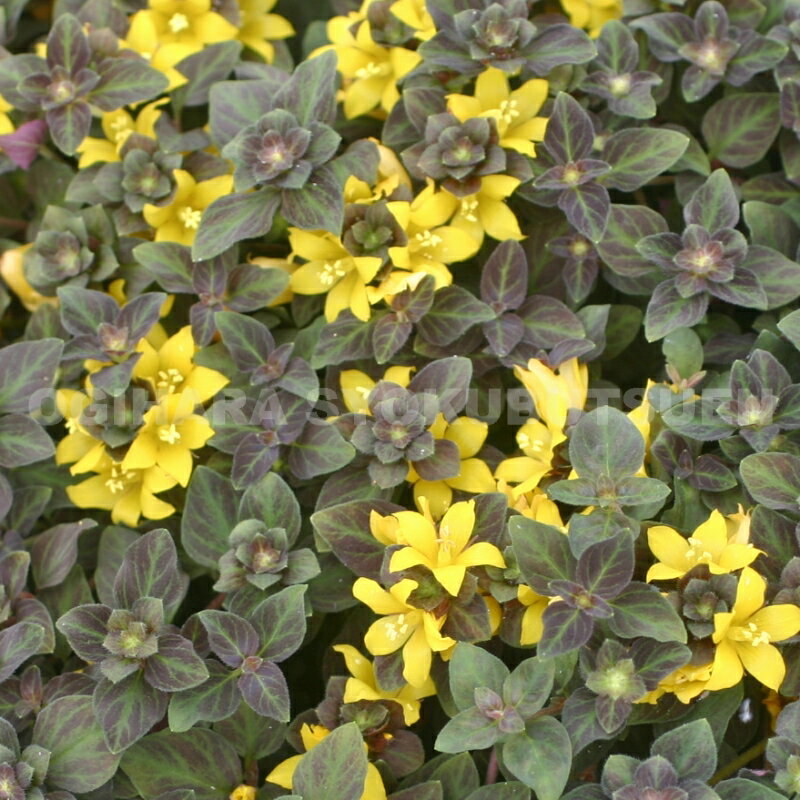 �ꥷ�ޥ��� �ƥߥå� �ʥ��ȥ����