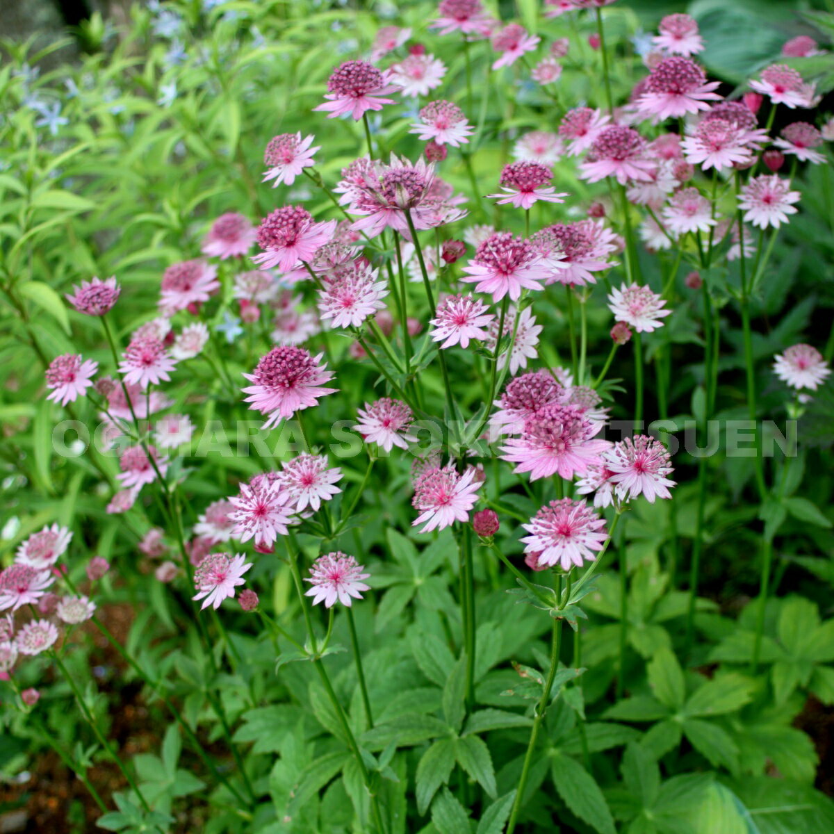 �����ȥ��ƥ��� �ƥ����ޡ�