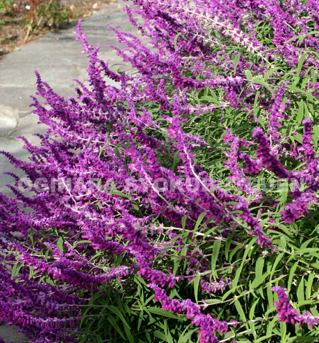 �ᥭ�����󥻡��� �ʥ��᥸���ȥ�������