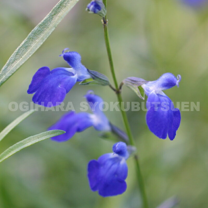 ���Х�ȥ�����